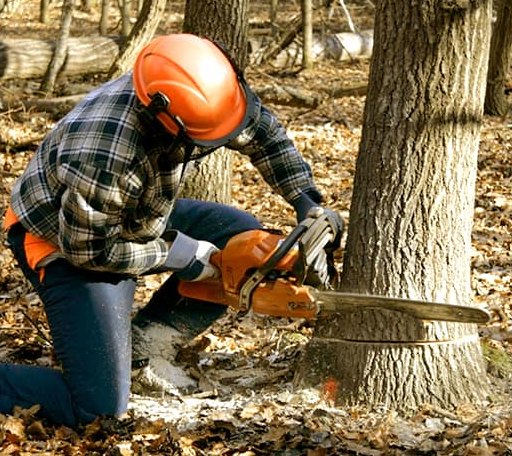 Tree Removal in Chincoteague Island, VA